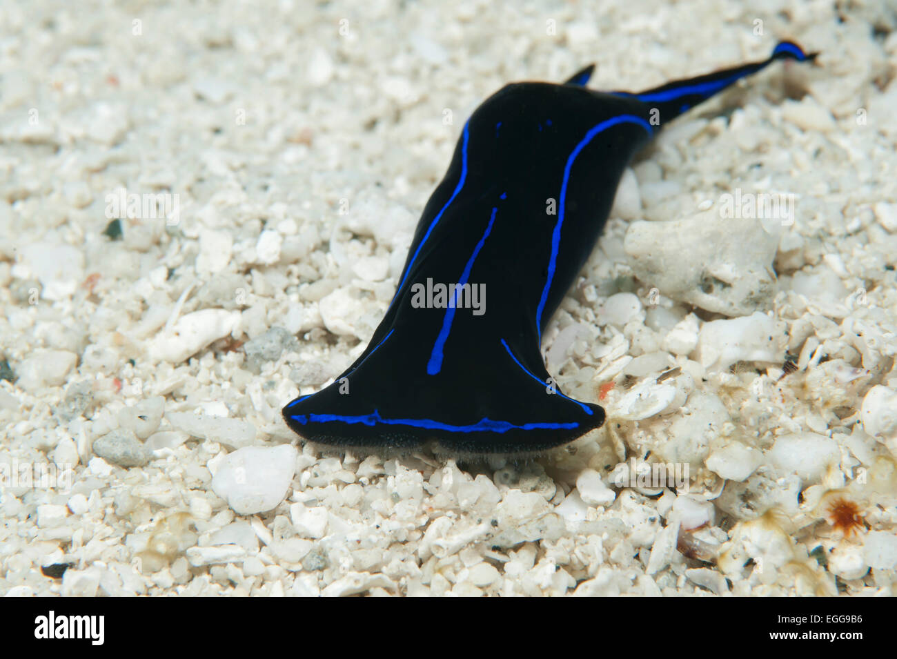 A Black and Blue Swallowtail sea slug in the Solomon Islands. Stock Photo