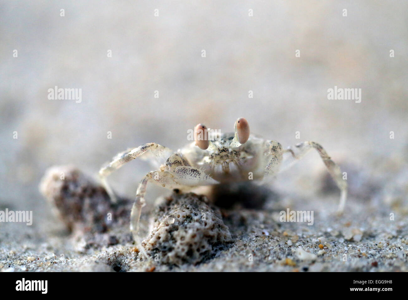 Small sea crab with yellow sand photographed closeup Stock Photo