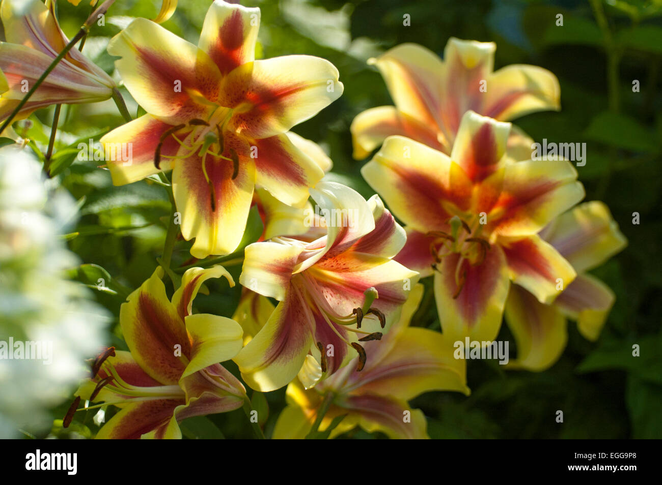 Lily (Latin Lílium) genus of plants in the family Liliaceae
