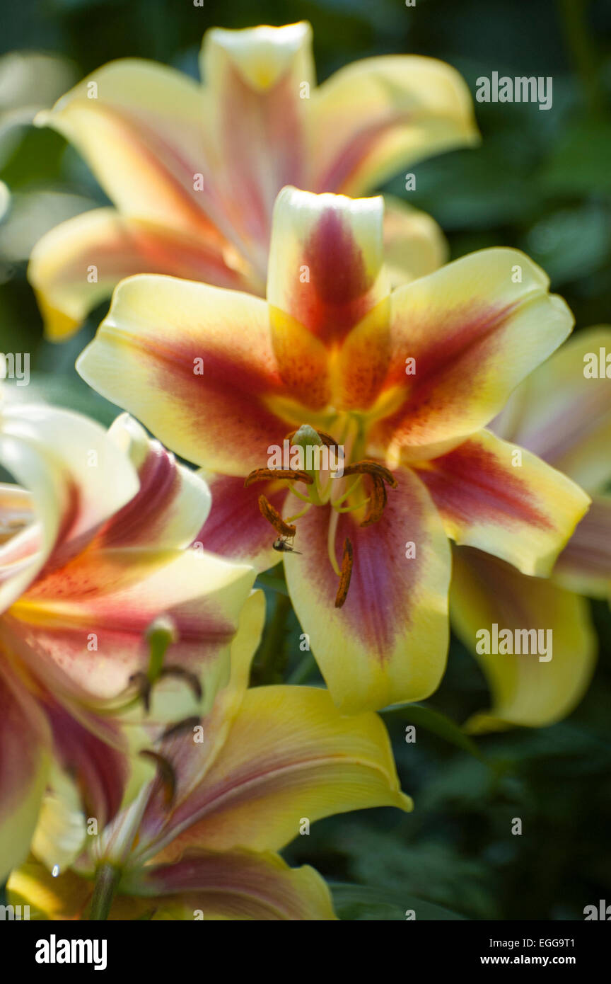 Lily (Latin Lílium) genus of plants in the family Liliaceae