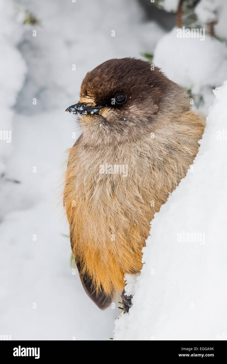 Siberian jay (Perisoreus infaustus) Stock Photo
