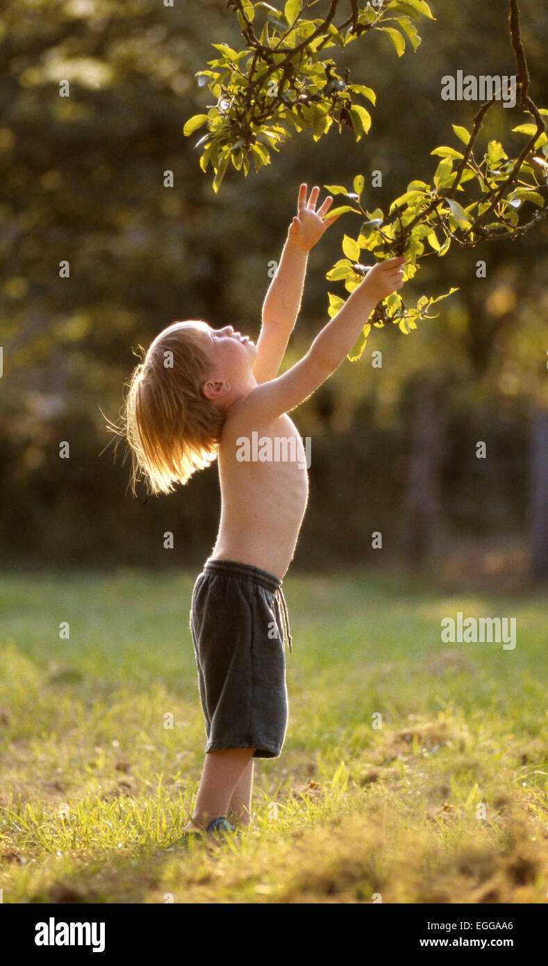 Young boy in shorts reaching up to leafy tree branch in warm sunshine standing on green grass in natural setting Stock Photo