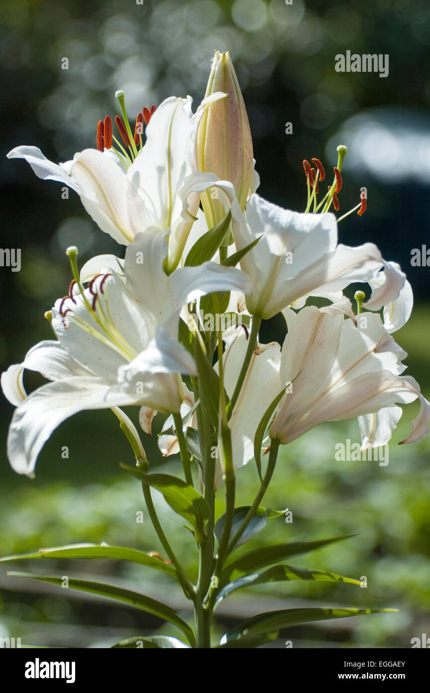 Lily (Latin Lílium) genus of plants in the family Liliaceae