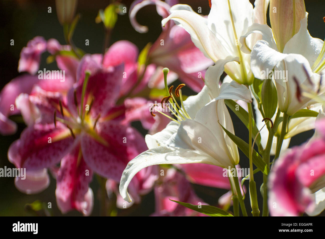 Lily (Latin Lílium) genus of plants in the family Liliaceae