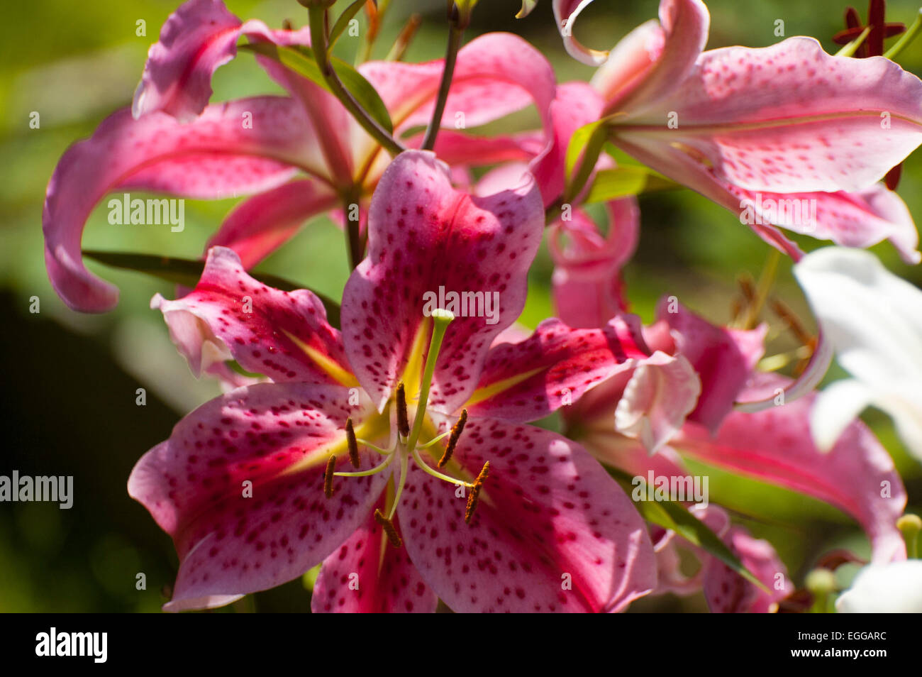 Lily (Latin Lílium) genus of plants in the family Liliaceae