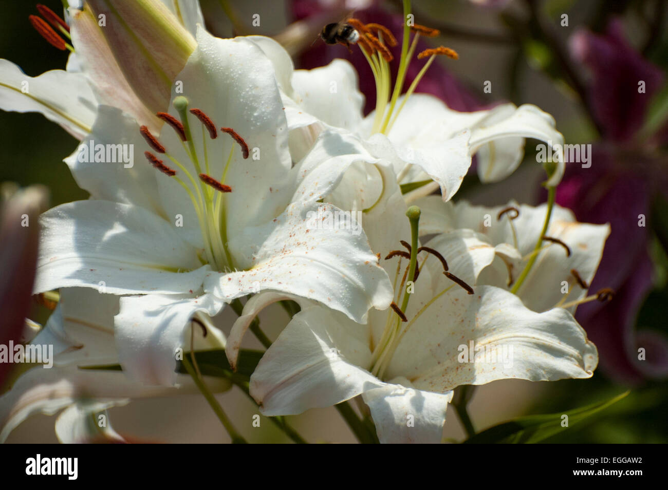Lily (Latin Lílium) genus of plants in the family Liliaceae