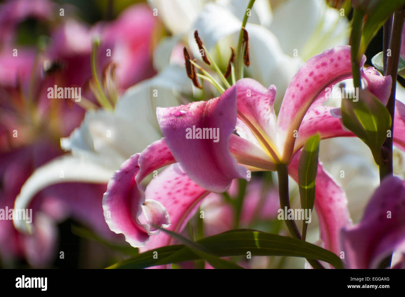 Lily (Latin Lílium) genus of plants in the family Liliaceae