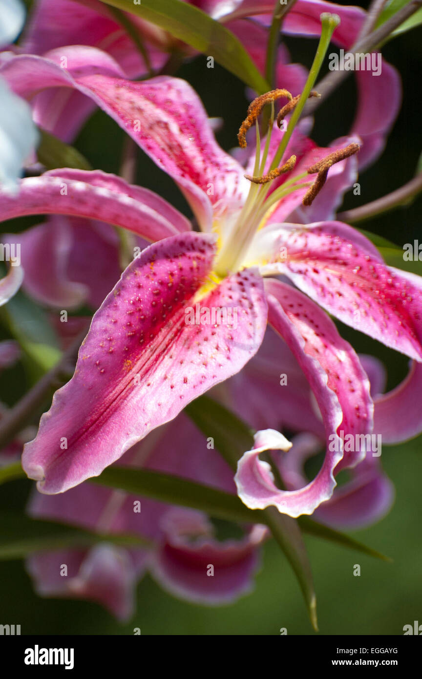 Lily (Latin Lílium) genus of plants in the family Liliaceae