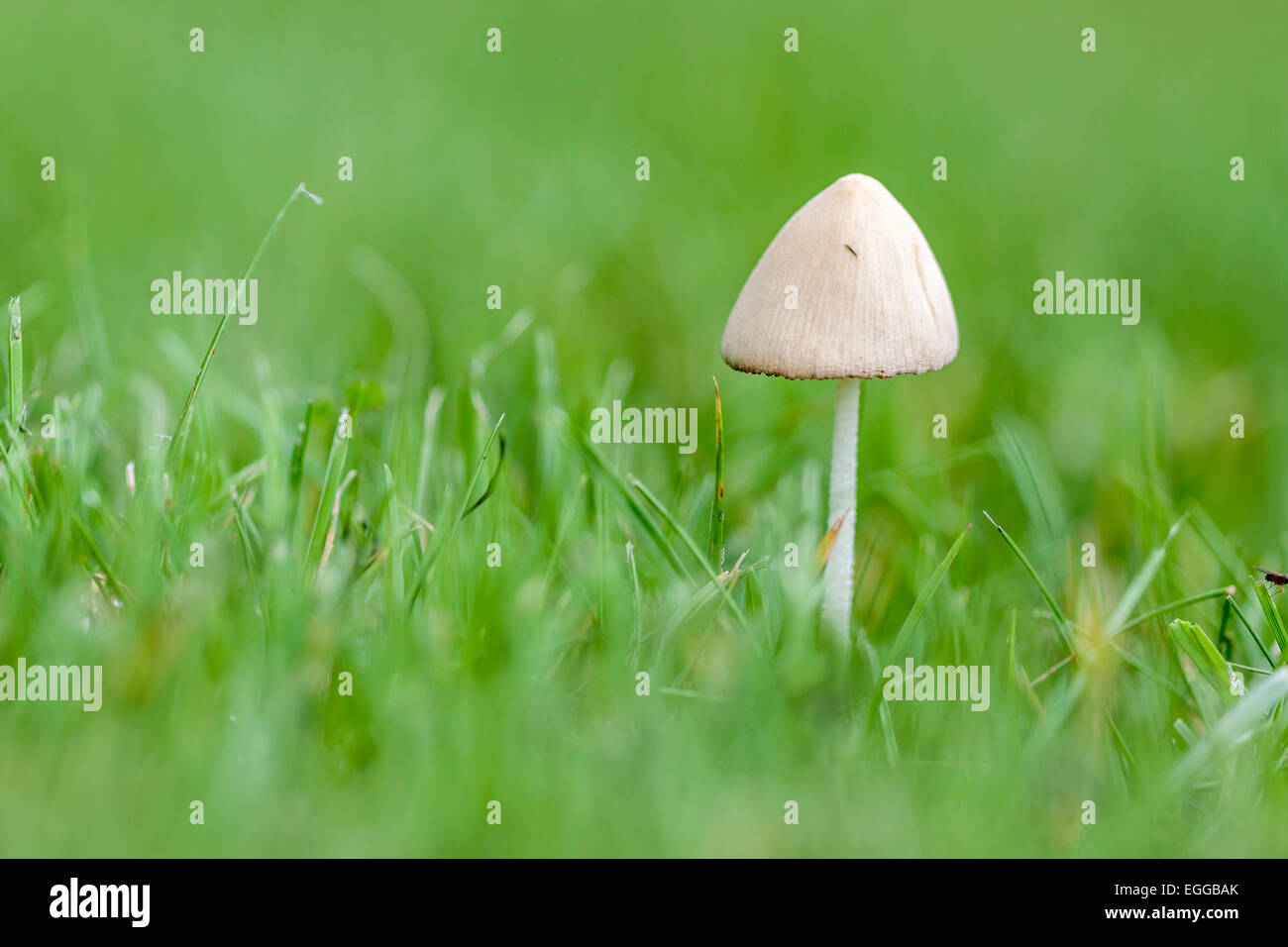 Grass mushroom hires stock photography and images Alamy