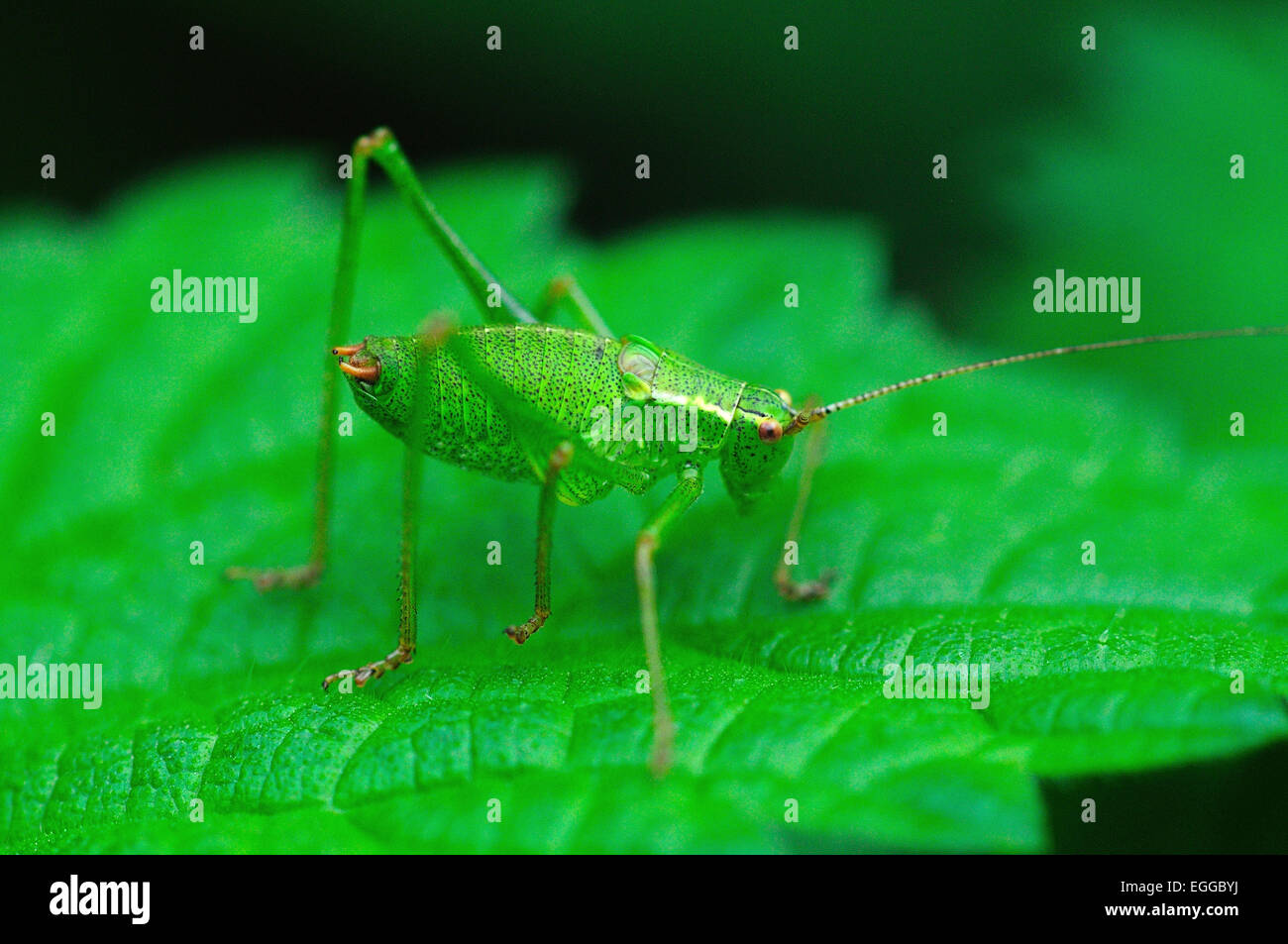 One speckled bush-cricket on a green leaf UK Stock Photo