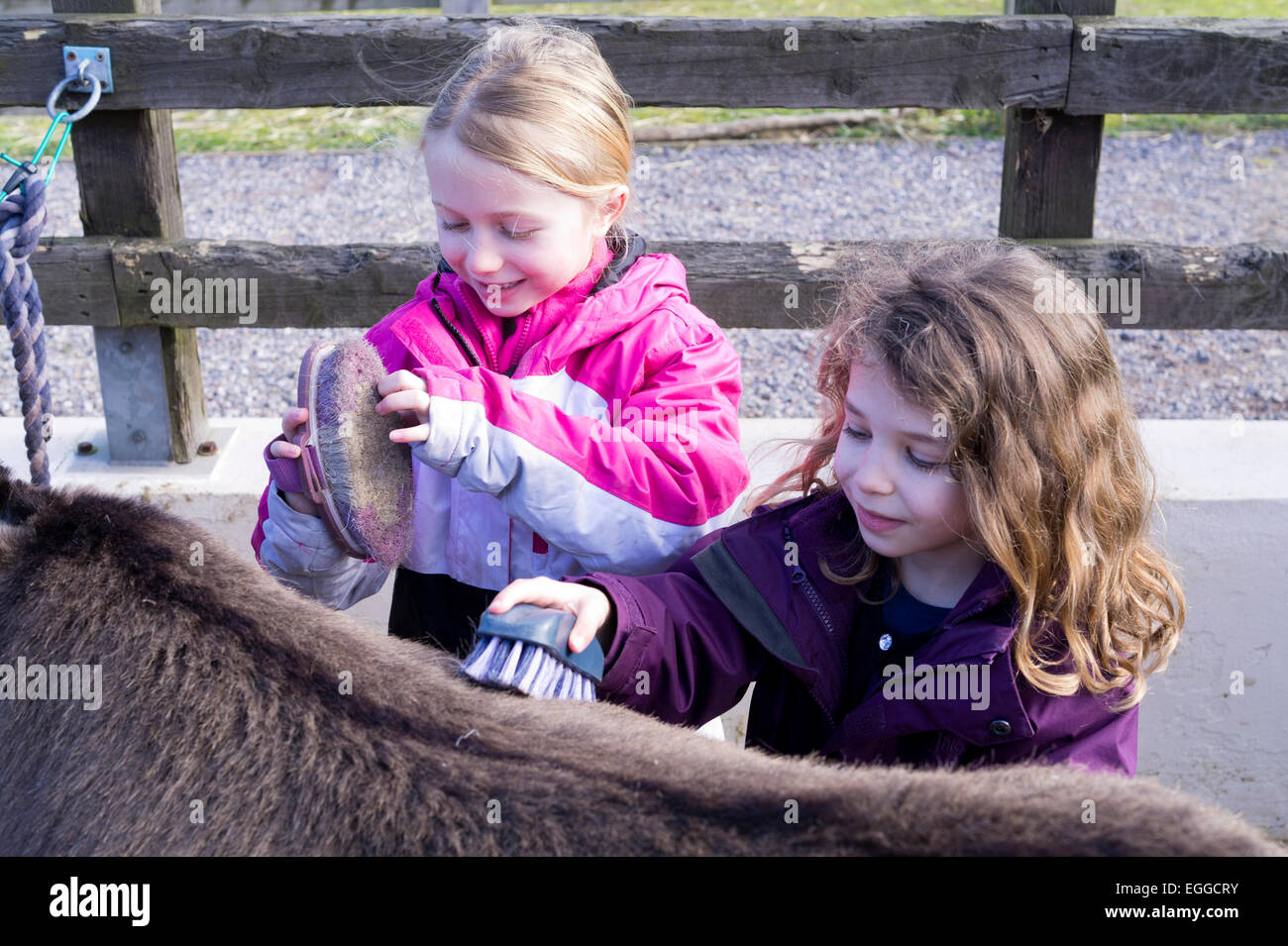 Young children grooming Donkey at the Donkey Sanctuary Sidmouth Devon