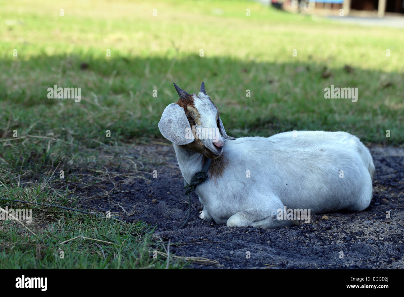 White sheep lying on the green grass Stock Photo - Alamy