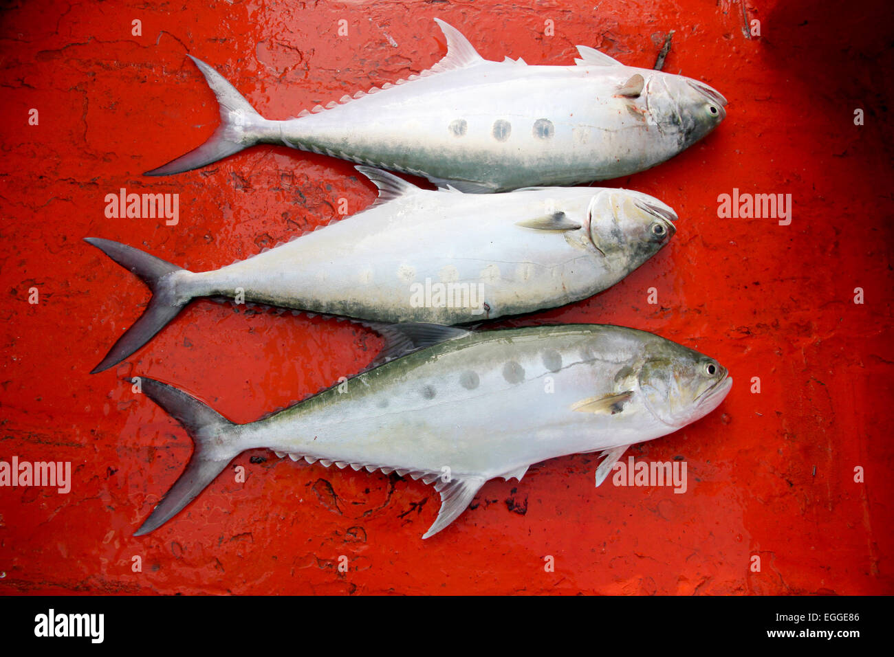 Tropical marine fish caught on a boat in Thailand. Stock Photo