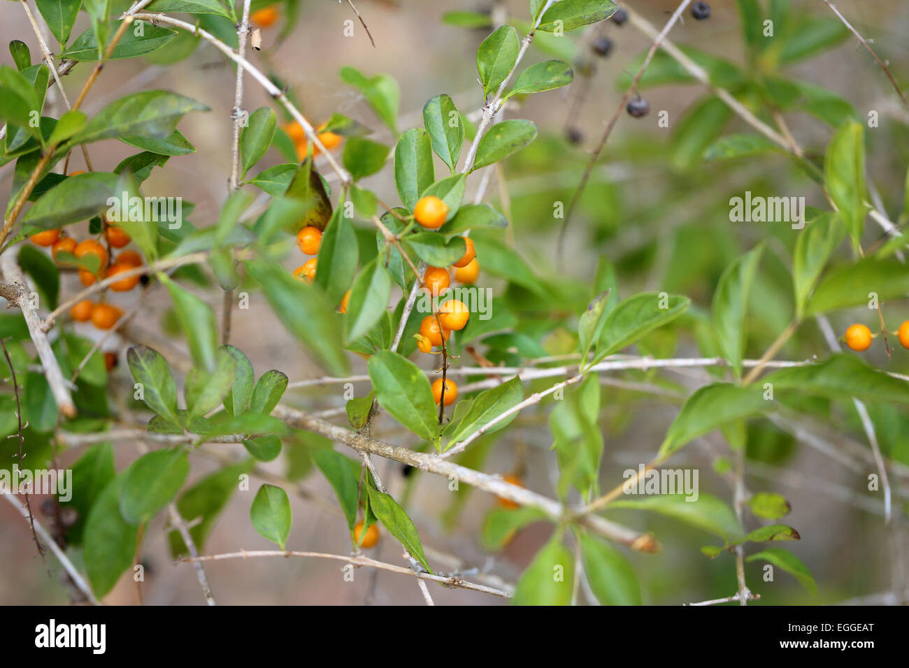 Yellow berries weigh on green Bush photographed closeup Stock Photo