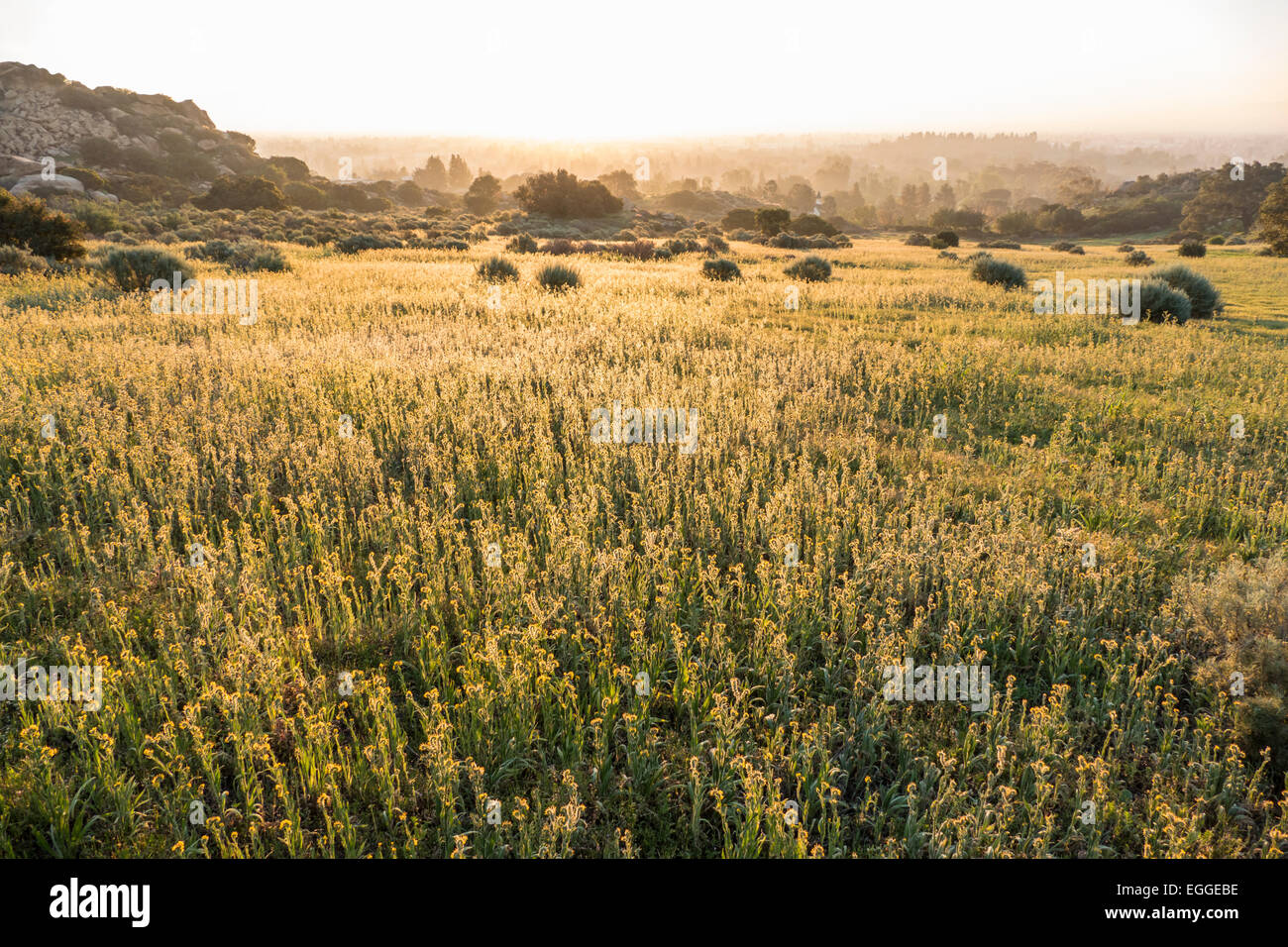 Fiddleneck wildflower meadow in the west San Fernando Valley area of Los Angeles, California. Stock Photo