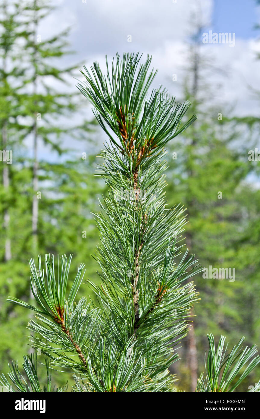 Siberian dwarf pine in deciduous taiga Yakutia. The valley of the river Suntar in the hill country of the Suntar-khayata. Stock Photo