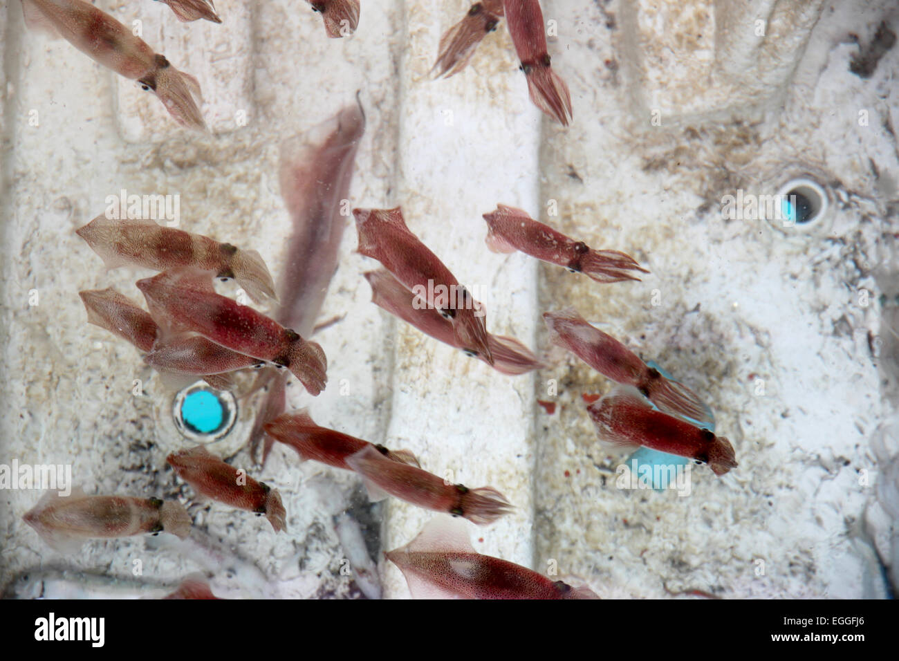 Ballyhoo bait fish hi-res stock photography and images - Alamy