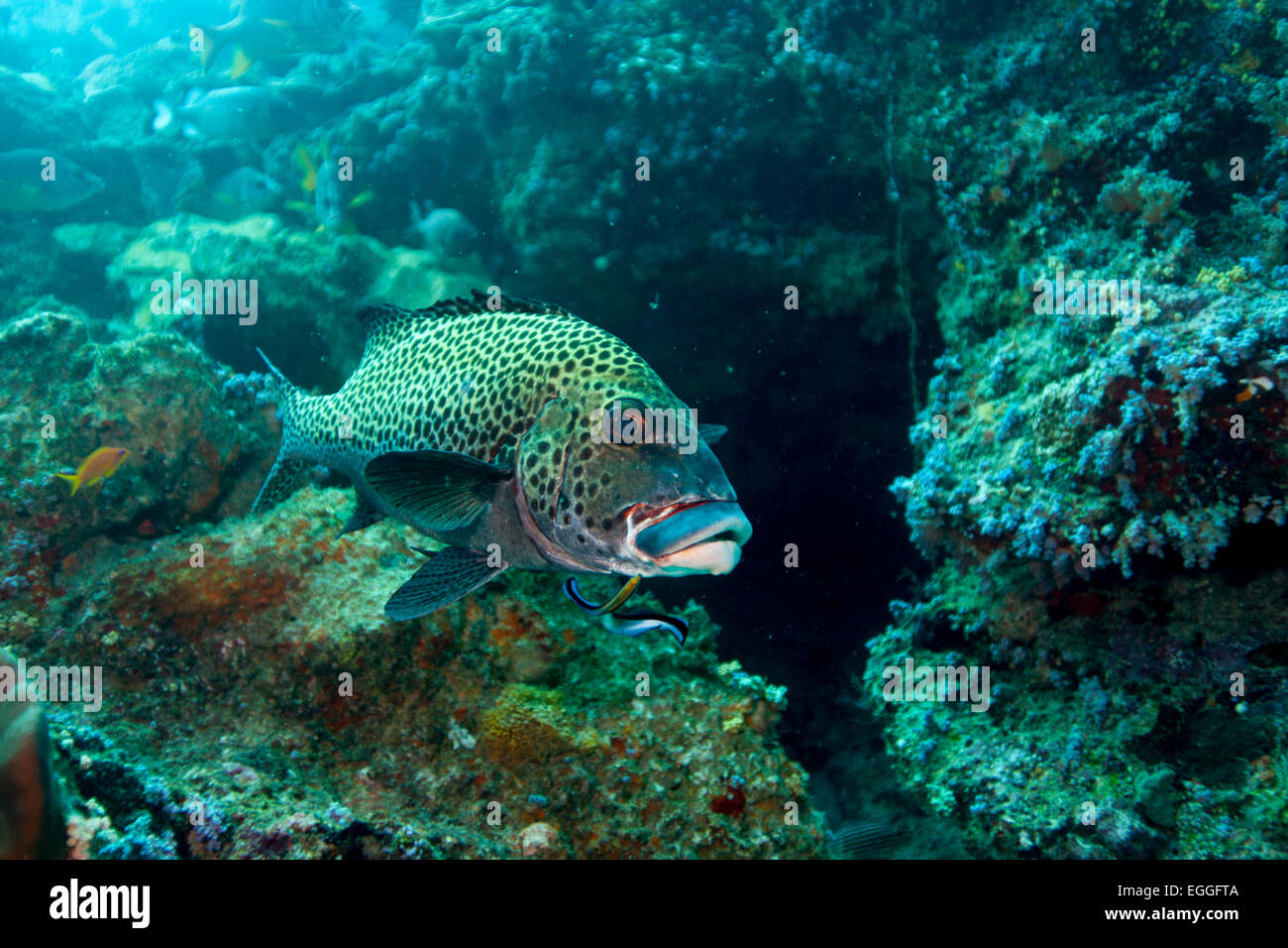 Harlequin Sweetlips (Plectorhinchus chaetodonoides) with cleaner wrasse Stock Photo