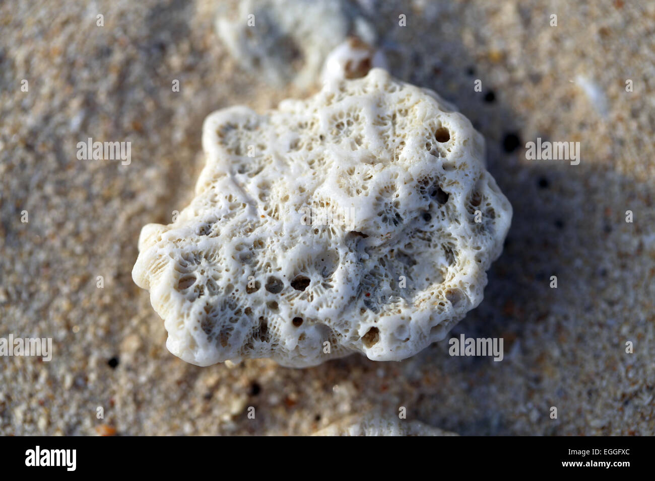 White coral lying on the yellow sand on the sea shore Stock Photo