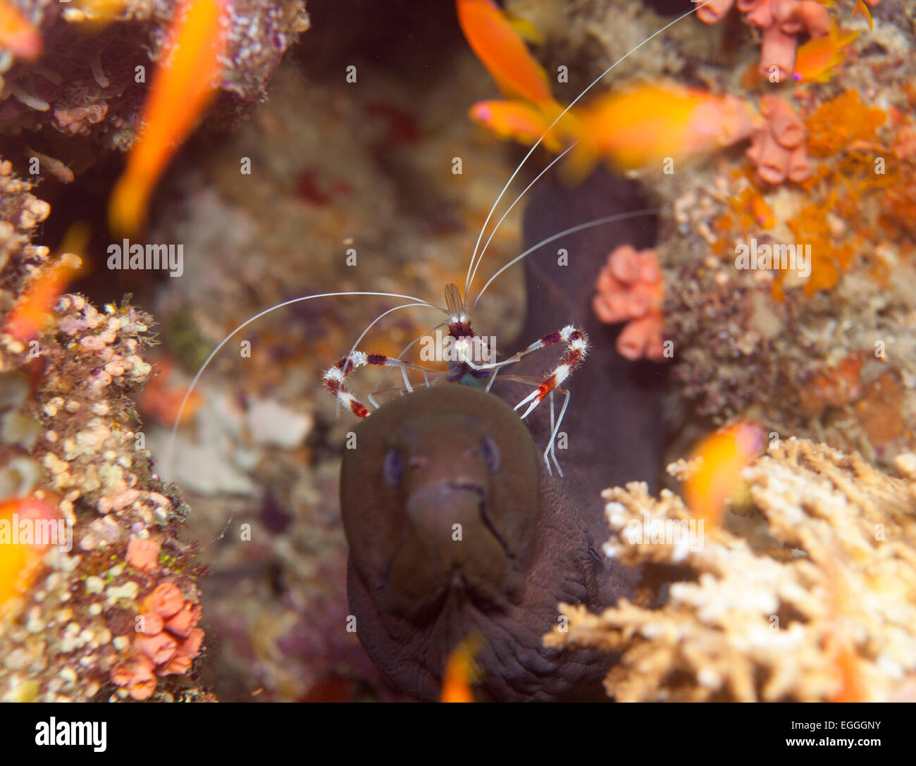 Cleaner shrimp riding Giant moray (Yellowmargin) Stock Photo