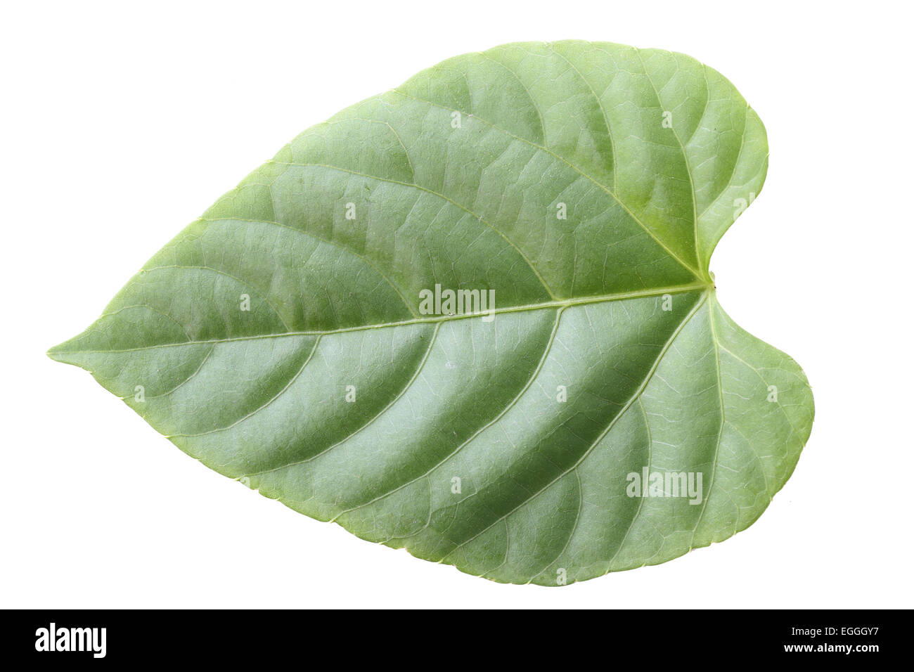 Fresh green leaf isolated on white background Stock Photo - Alamy