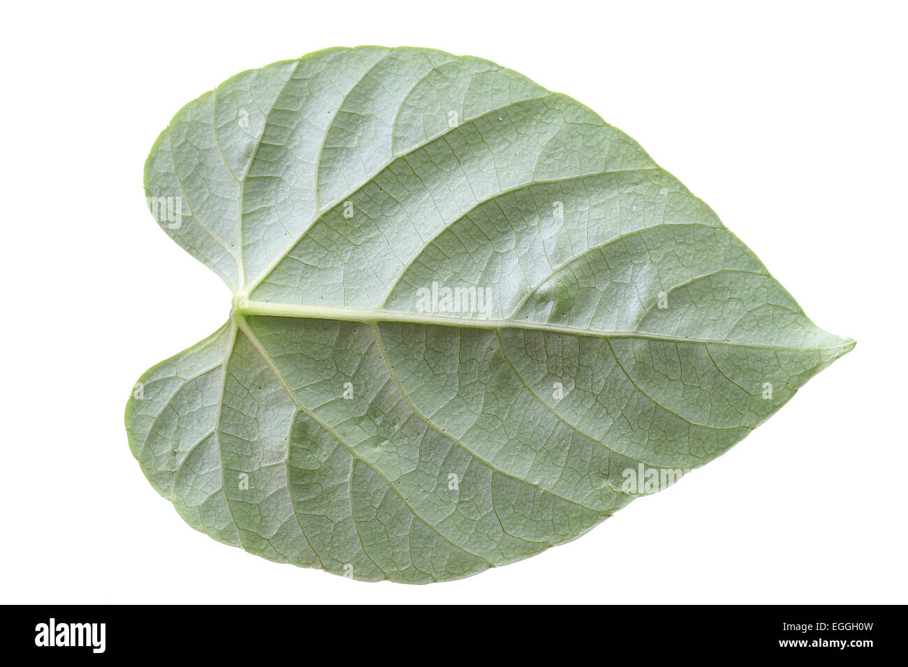 Fresh green leaf isolated on white background Stock Photo - Alamy