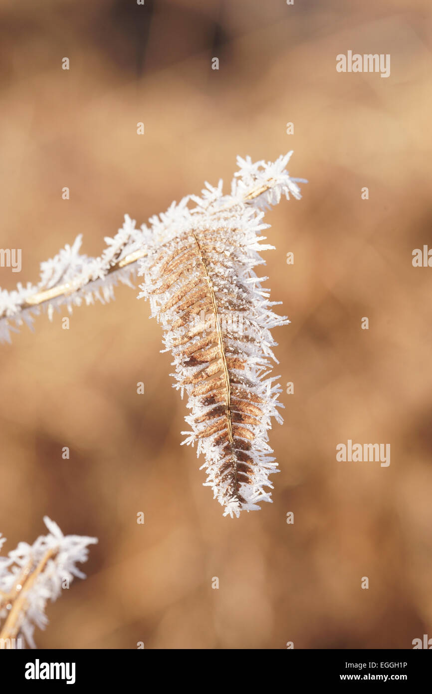Frosty Bracken leaf Stock Photo