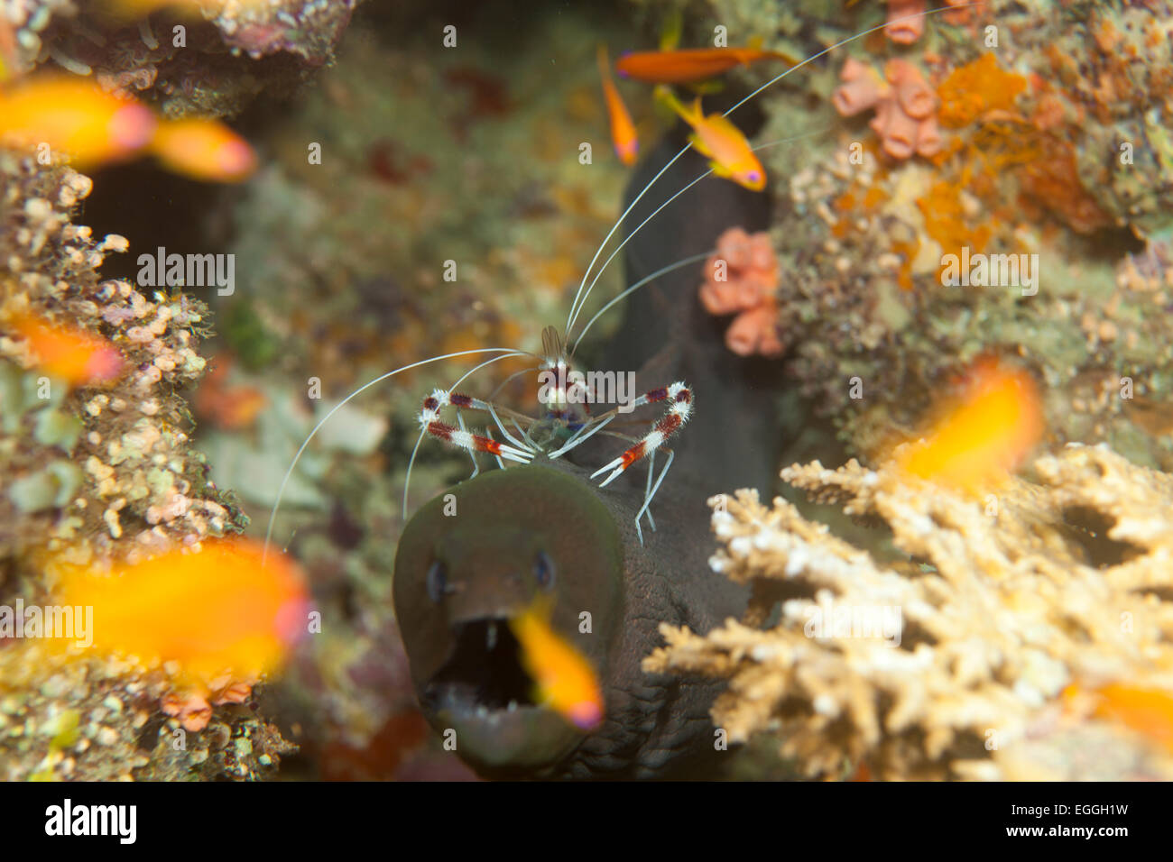 Cleaner shrimp riding Giant Moray (Yellowmargin) Stock Photo