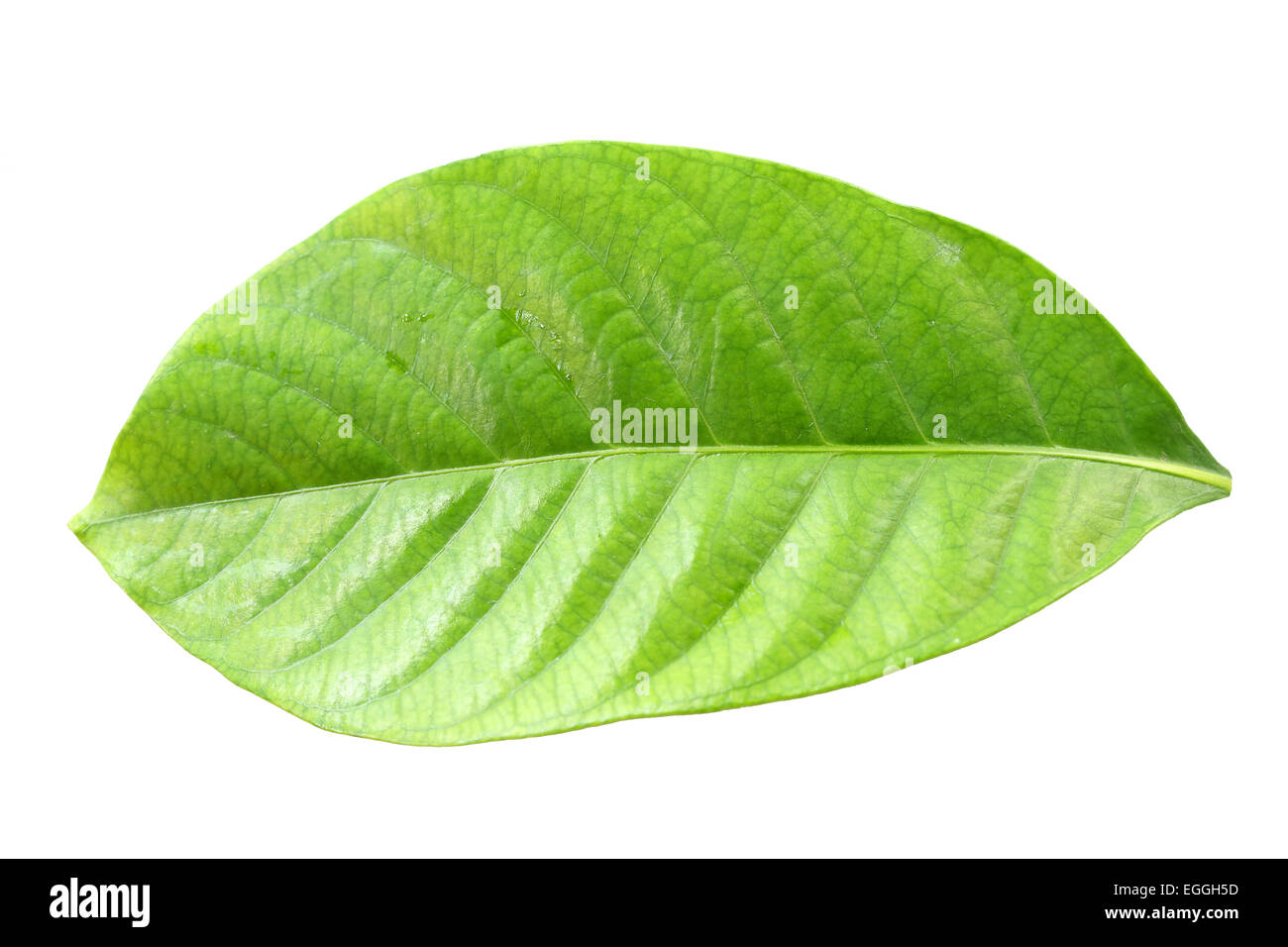 Fresh green leaf isolated on white background Stock Photo - Alamy