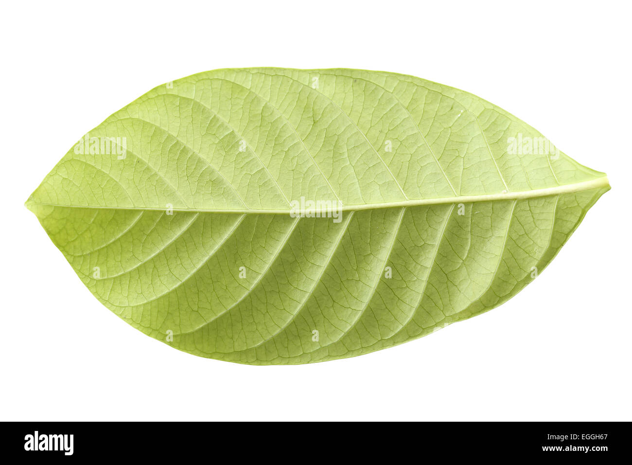 Fresh green leaf isolated on white background Stock Photo - Alamy