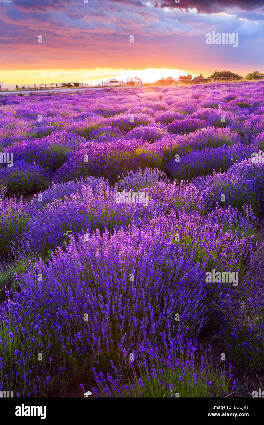 Lavender field in Summer near Tihany, Hungary Stock Photo Alamy