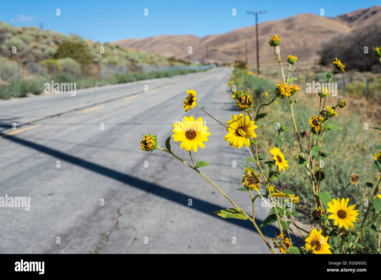Wildflowers by the road hires stock photography and images Alamy