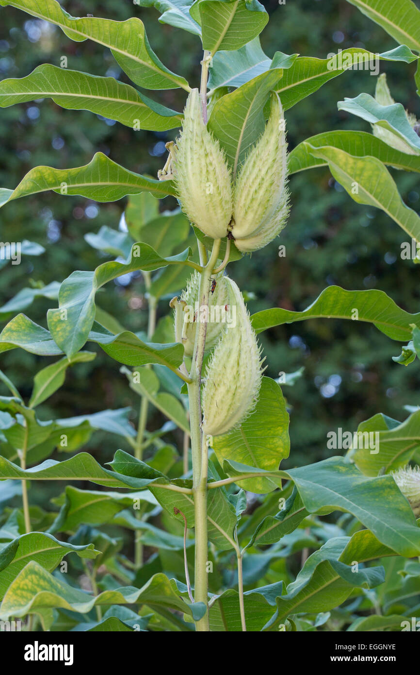 Common milkweed (Asclepias syriaca). Stock Photo