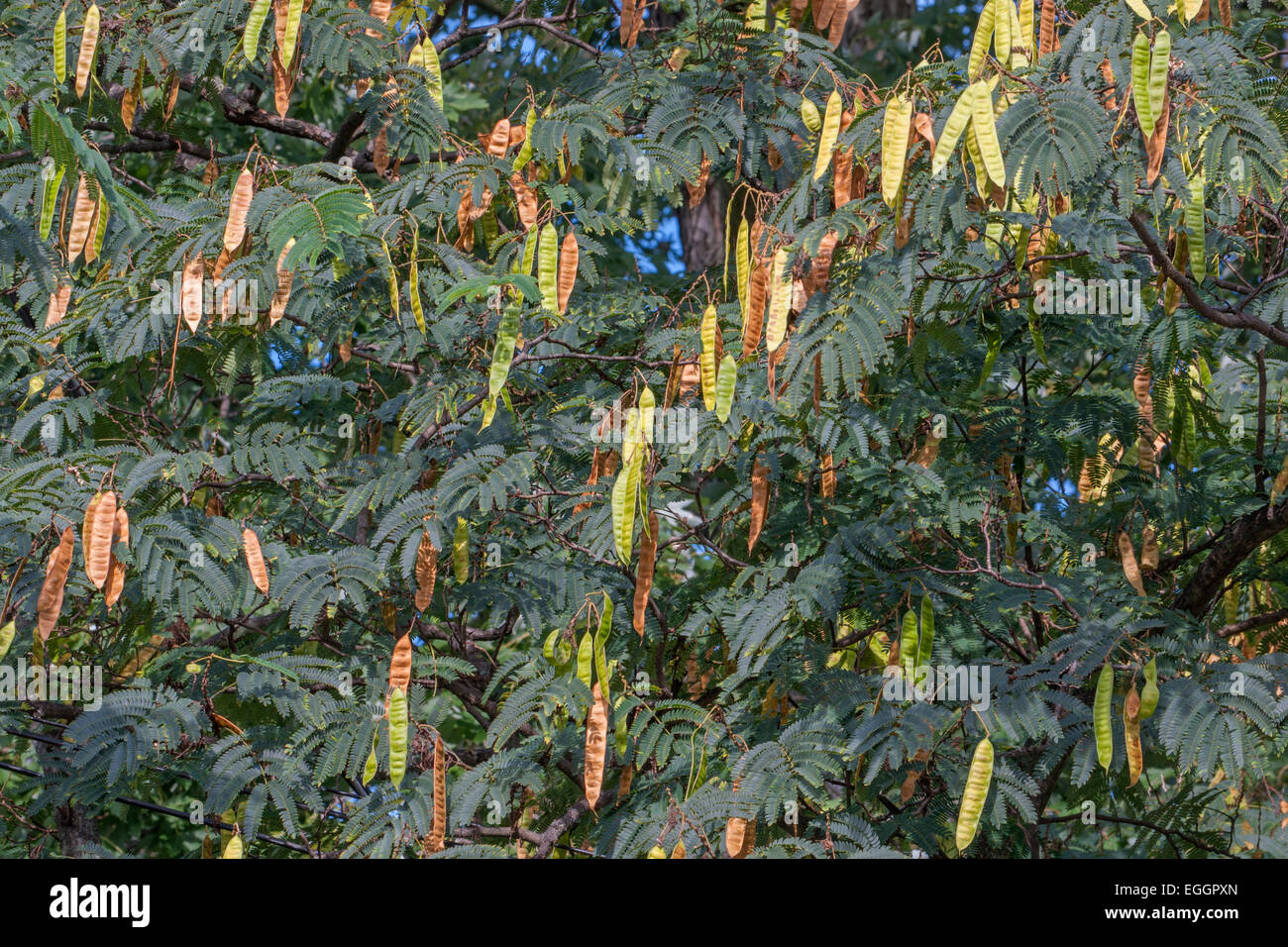 Silktree (Albizia julibrissin). Called Mimosa, Persian Acacia, Persian Silk Tree and Pink Silk Tree also. Stock Photo