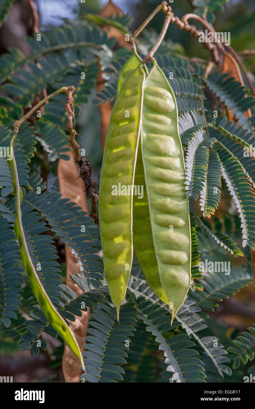 Silktree (Albizia julibrissin). Stock Photo