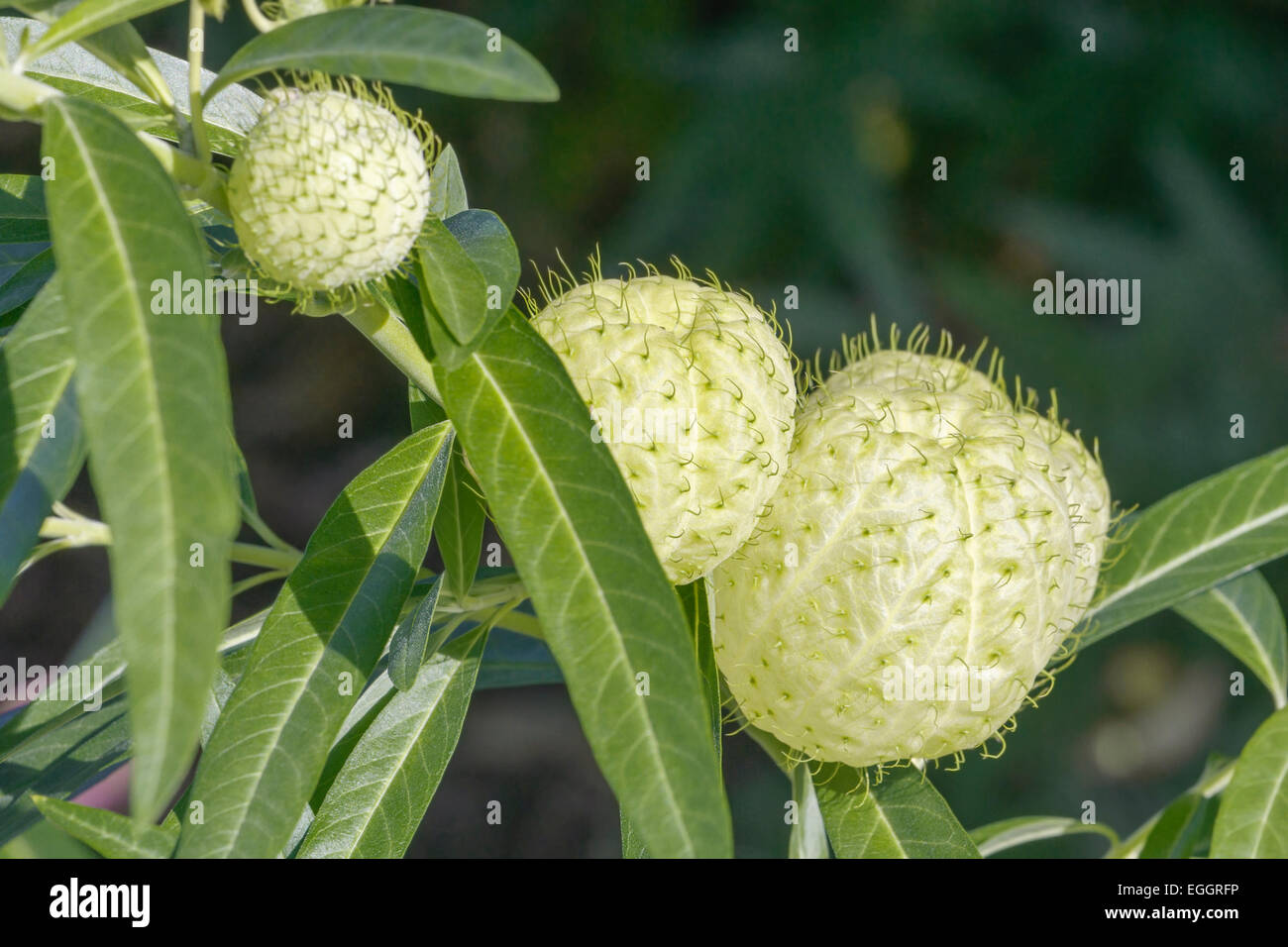 Balloonplant (Gomphocarpus physocarpus). Stock Photo