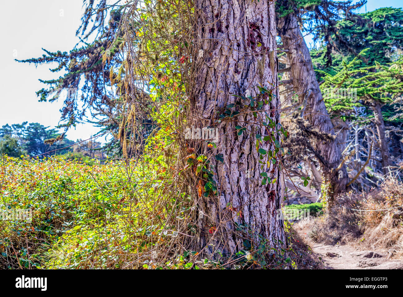 Plant vines wrapping around a pine tree trunk. Point Lobos State Reserve, Monterey county, California, United States. Stock Photo