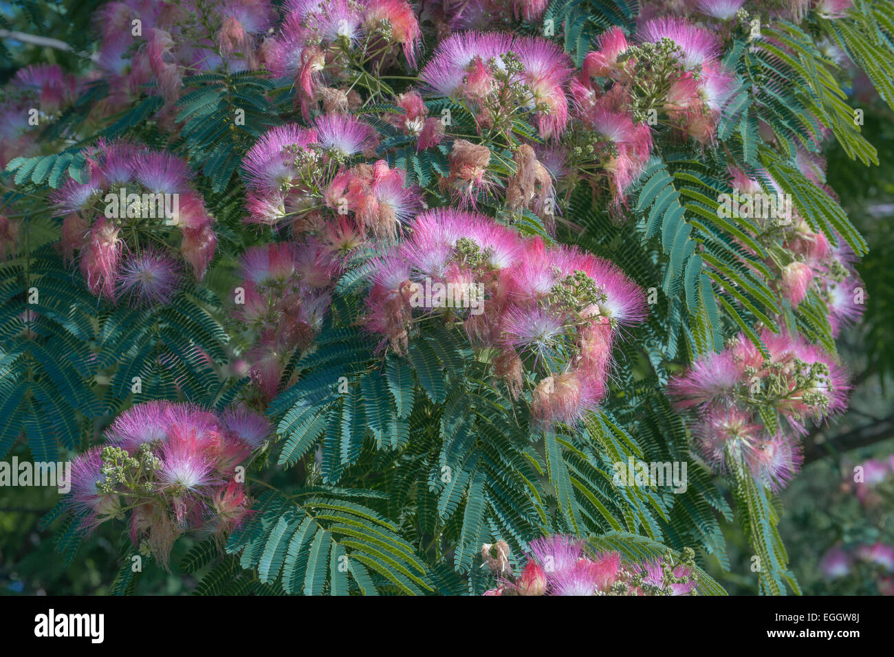 Silktree (Albizia julibrissin). Stock Photo