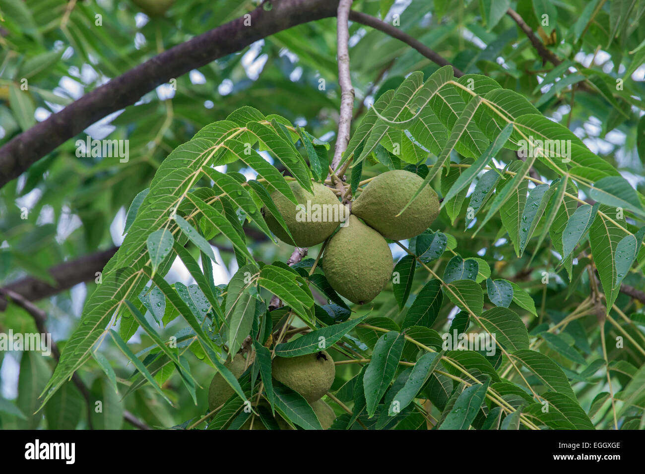 Eastern black walnut (Juglans nigra Stock Photo Alamy