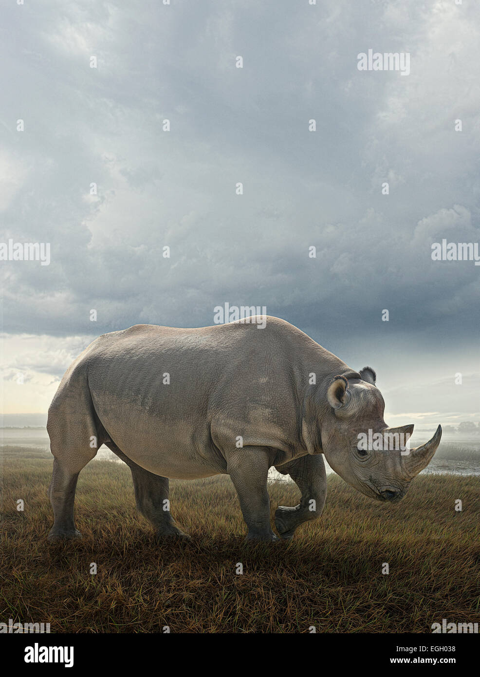 White rhinoceros on the plains Stock Photo