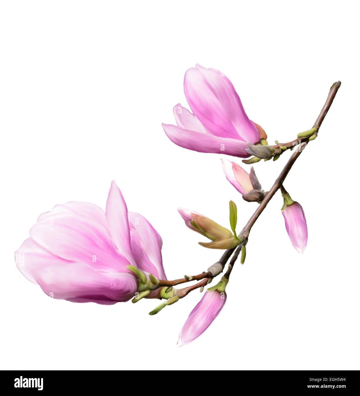 Digital Painting Of Magnolia Flowers Isolated On White Background Stock ...