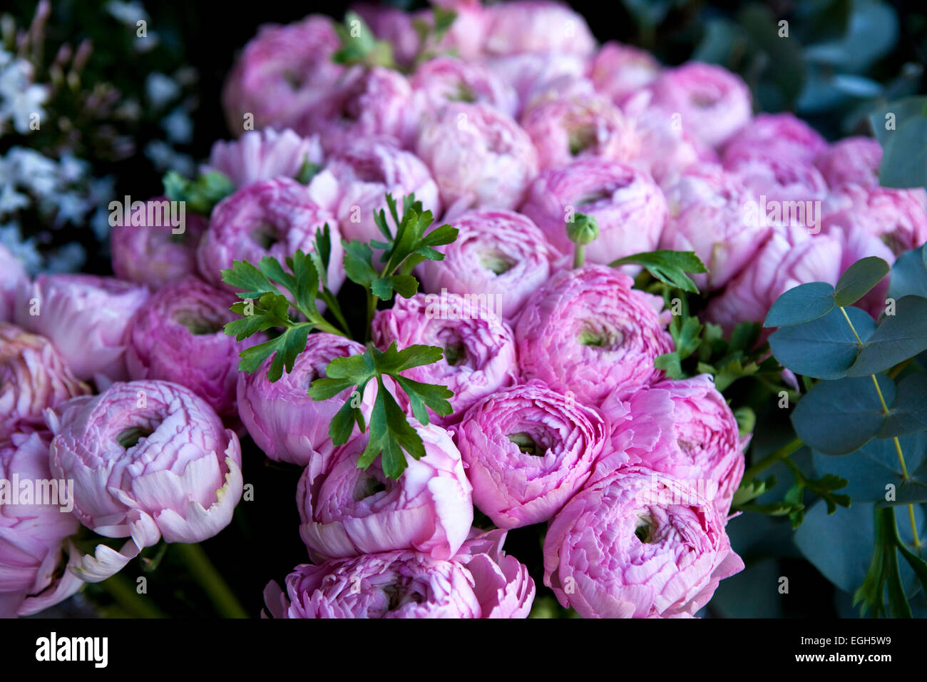 Bunch of pink peonies in a garden Stock Photo - Alamy