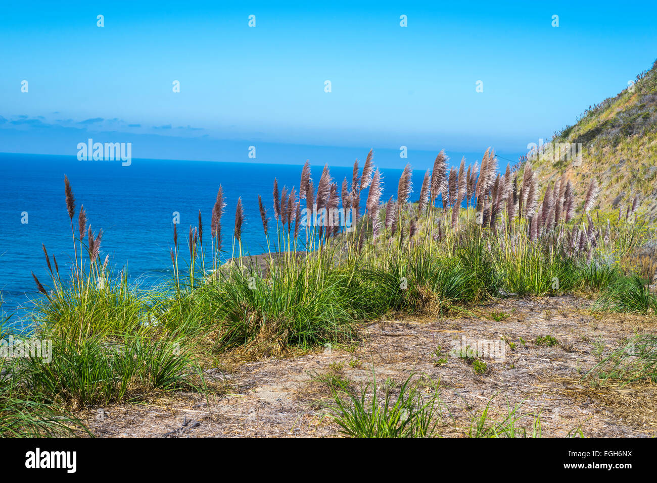 Pampas grass plants above the Big Sur California coastline Stock Photo