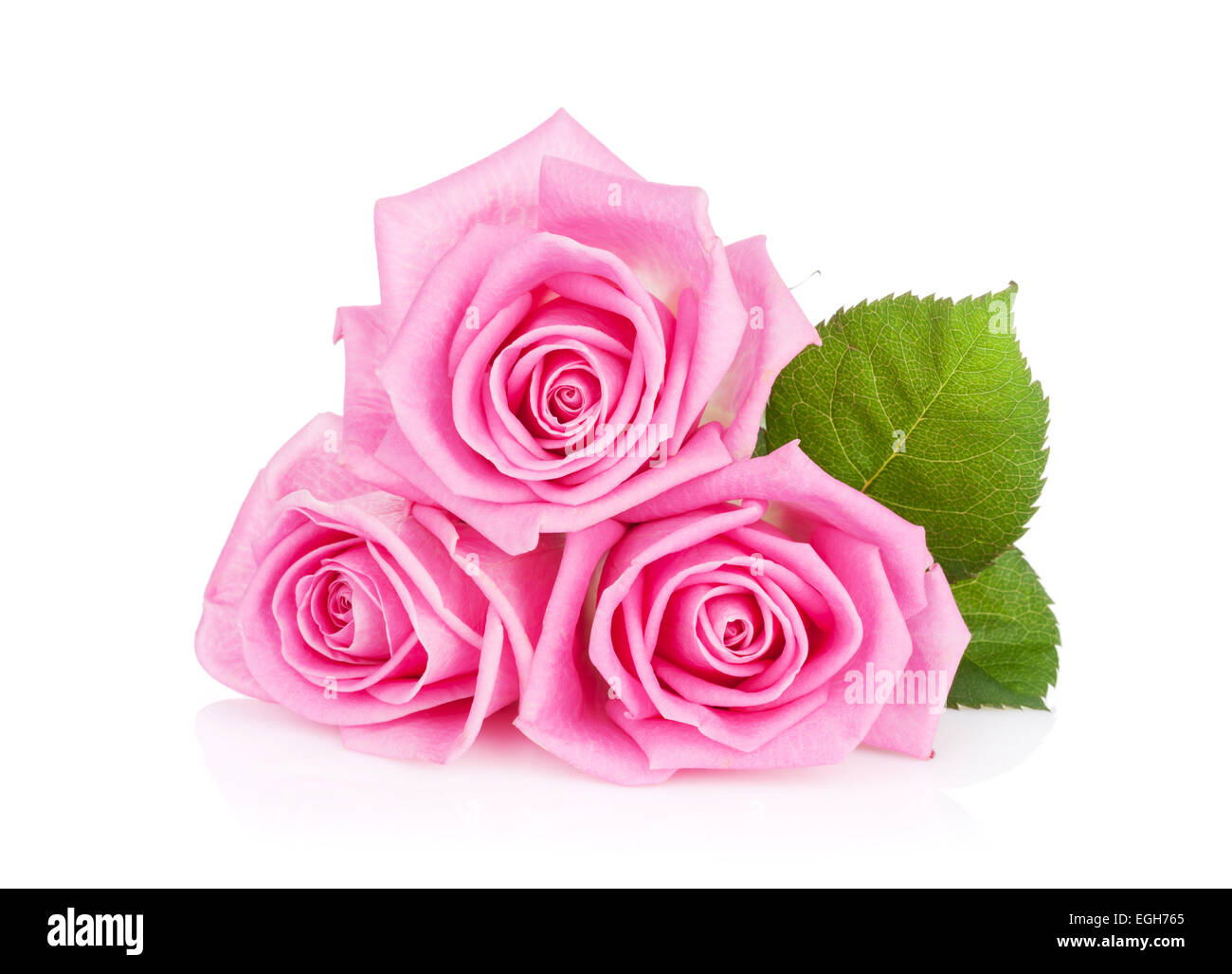 Three pink rose flowers. Isolated on white background Stock Photo - Alamy