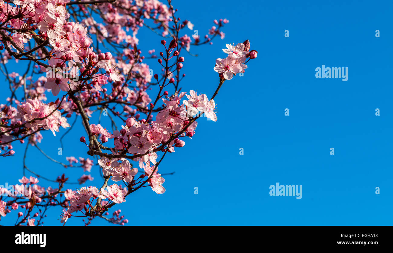 Shallow focus on a pink Japanese flowering plum which stands out against a vivid blue sky. Stock Photo