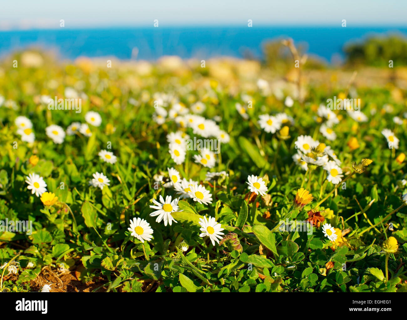 Chamomile field on the ocean cliff. Algarve region, Portugal Stock Photo