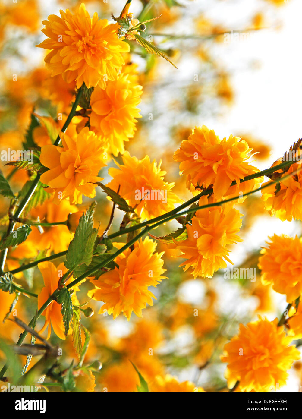 Branches of beautiful yellow flowers in spring Stock Photo