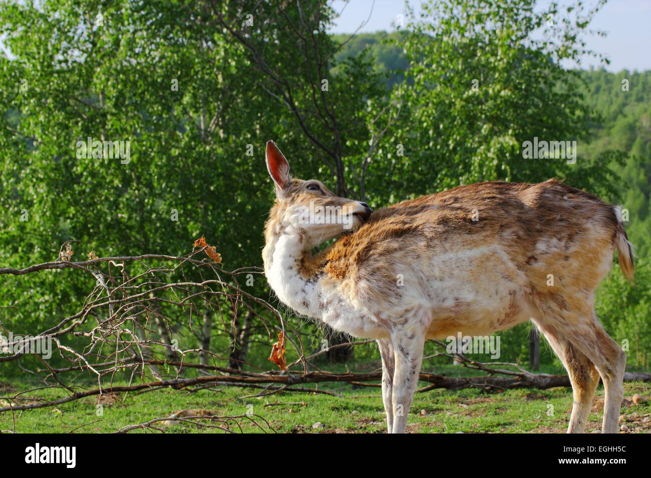 fallow deer doe scratching its back in a glade Stock Photo