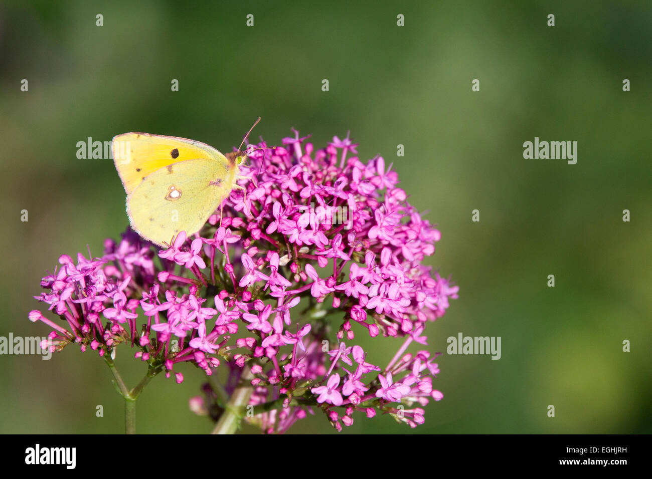 Clouded Yellow butterfly nectaring on Red Valerian flowers, Cornwall, England, UK. Stock Photo