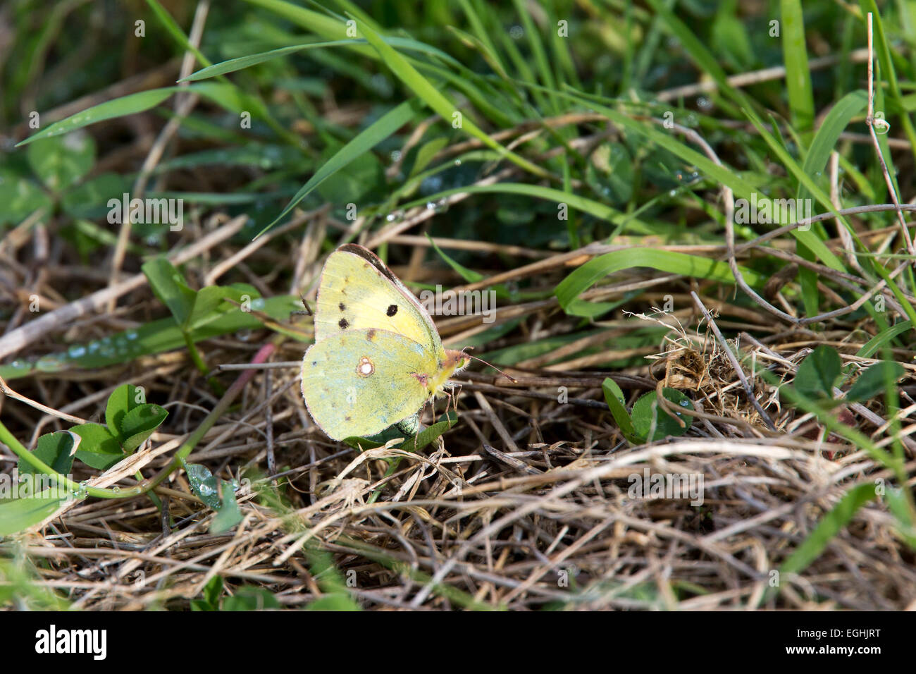 Clouded Yellow butterfly egglaying (ovipositing) in grass, Cornwall, England, UK Stock Photo